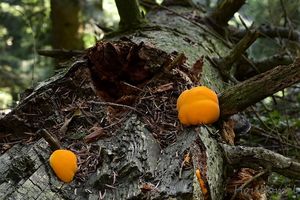 Oranžovec vláknitý - Pycnoporellus fulgens (Fr.) Donk