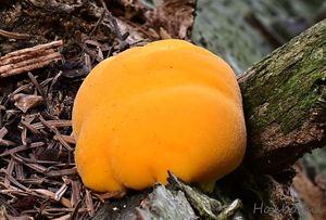 Oranžovec vláknitý - Pycnoporellus fulgens (Fr.) Donk