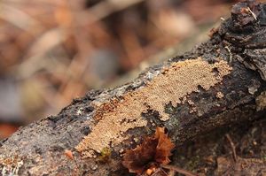 Číšovec nahloučený - Cyphellopsis anomala (Pers.) Donk