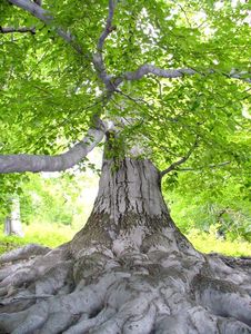 Buk lesní (Fagus sylvatica)