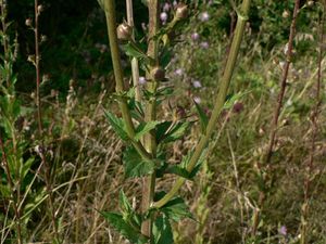 Divizna švábovitá (Verbascum blattaria L.)