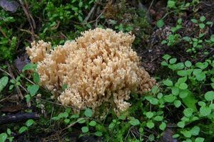 Kuřátka kořínkatá - Ramaria myceliosa (Peck) Corner