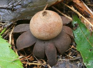 Hvězdovka bradavková - Geastrum corollinum (Batsch) Hollós