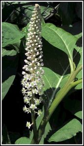 Líčidlo jedlé (Phytolacca esculenta)