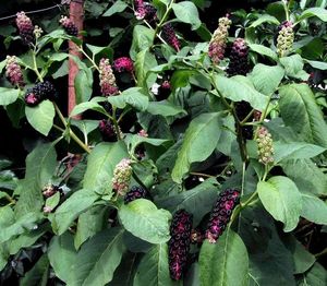 Líčidlo jedlé (Phytolacca esculenta)