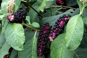 Líčidlo jedlé (Phytolacca esculenta)