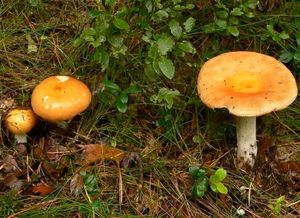 Holubinka odbarvená - Russula decolorans (Fr.) Fr. 1838