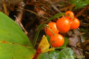 Konvalinka vonná (Convallaria majalis)