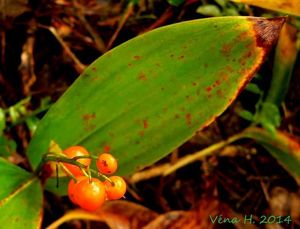 Konvalinka vonná (Convallaria majalis)