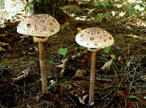 Bedla vysoká - Macrolepiota procera (Scop.) Singer 1948