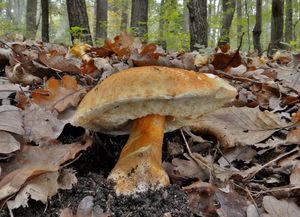 Klikni pro velký obrázek