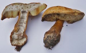 Klikni pro velký obrázek