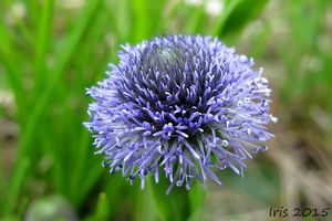 Koulenka prodloužená (Globularia bisnagarica)