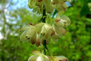 Klokoč zpeřený (Staphylea pinnata L.)