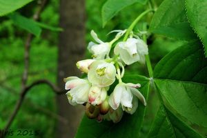 Klokoč zpeřený (Staphylea pinnata L.)