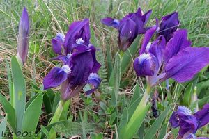 Kosatec nízký (Iris pumila)