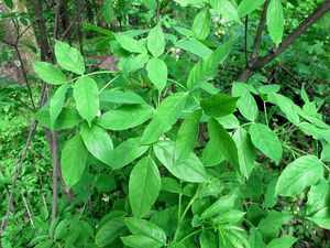 Klokoč zpeřený (Staphylea pinnata L.)