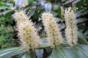 Bobkovišeň lékařská (Prunus laurocerasus)