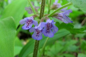 Popenec obecný (Glechoma hederacea)