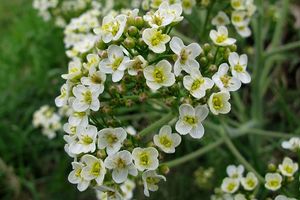 Katrán tatarský (Crambe tatarica)