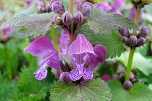 Hluchavka skvrnitá (Lamium maculatum)