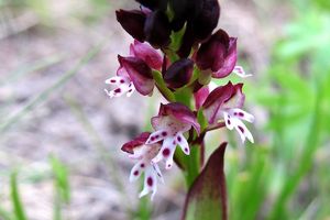 Vstavač osmahlý (Orchis Ustulata L.)