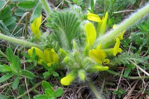 Kozinec bezlodyžný (Astragalus exscapus)