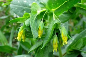 Voskovka menší (Cerinthe minor)