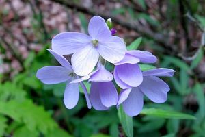 Kyčelnice cibulkonosná  (Dentaria bulbifera)