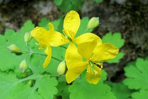 Vlaštovičník větší (Chelidonium majus)