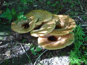 Klikni pro velký obrázek