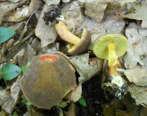 Klikni pro velký obrázek