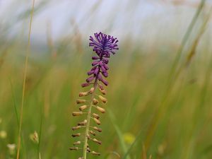 Modřenec chocholatý (Muscari comosum)