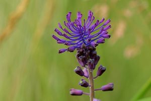 Modřenec chocholatý (Muscari comosum)