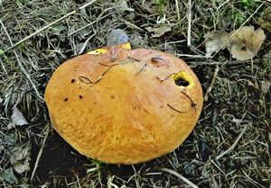 Klikni pro velký obrázek