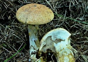 Klikni pro velký obrázek