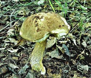 Klikni pro velký obrázek