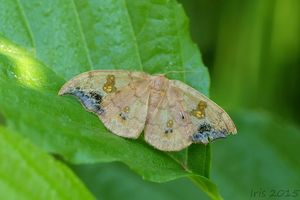 Lípa srdčitá (Tilia cordata)