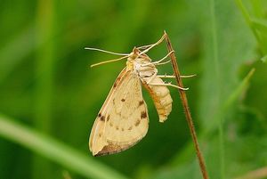 Svízel vonný  (Galium odoratum)