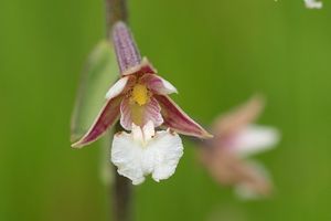 Kruštík bahenní (Epipactis palustris Cr.)