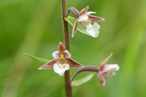 Kruštík bahenní (Epipactis palustris Cr.)