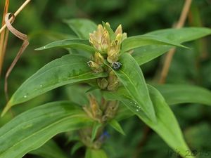 Hořec křížatý (Gentiana cruciata)