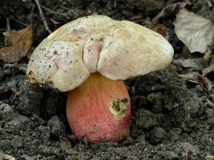 Klikni pro velký obrázek