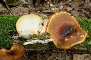 Klikni pro velký obrázek