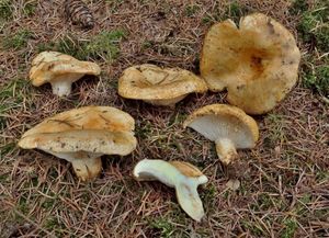 Klikni pro velký obrázek