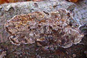 Klikni pro velký obrázek