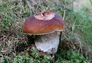 Klikni pro velký obrázek