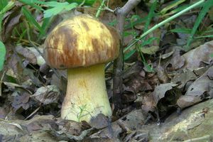 Hřib kovář - odbarvený - Boletus luridiformis var. discolor (Quél.) Kr