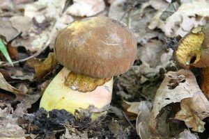 Hřib kovář - odbarvený - Boletus luridiformis var. discolor (Quél.) Kr