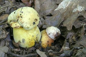 Hřib kovář žlutý - Boletus luridiformis var. junquilleus (Quél.)